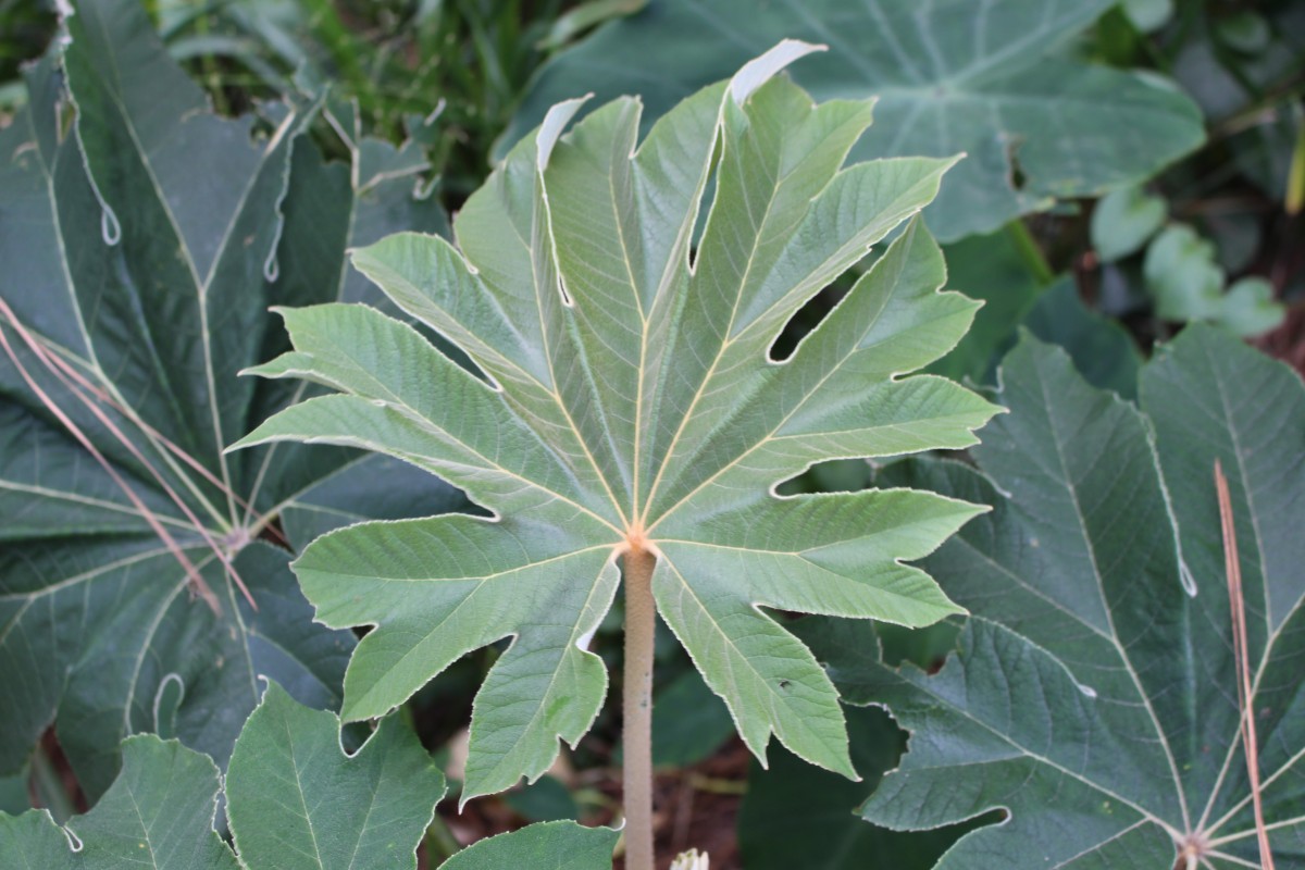 Tetrapanax papyrifer (Hook.) K.Koch
